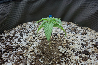 Ein junger Cannabiskeimling mit mehreren Blättern steht in einem Topf mit Erde und Perlit. Der Hintergrund ist dunkel und unscharf.