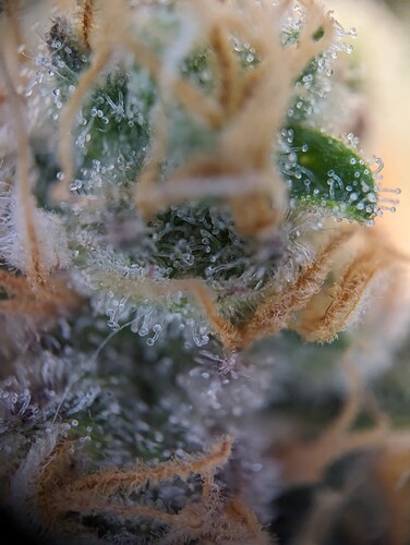 Growreport Bild 38