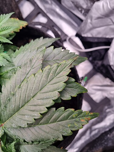 Growreport Bild 5