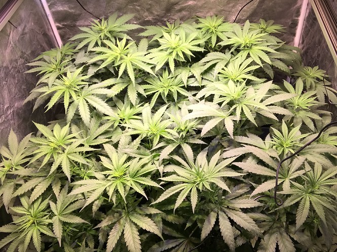 Growreport Bild 2