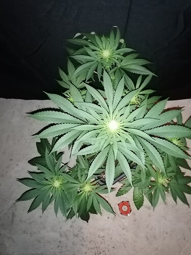 Growreport Bild 4