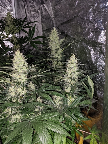 Growreport Bild 1