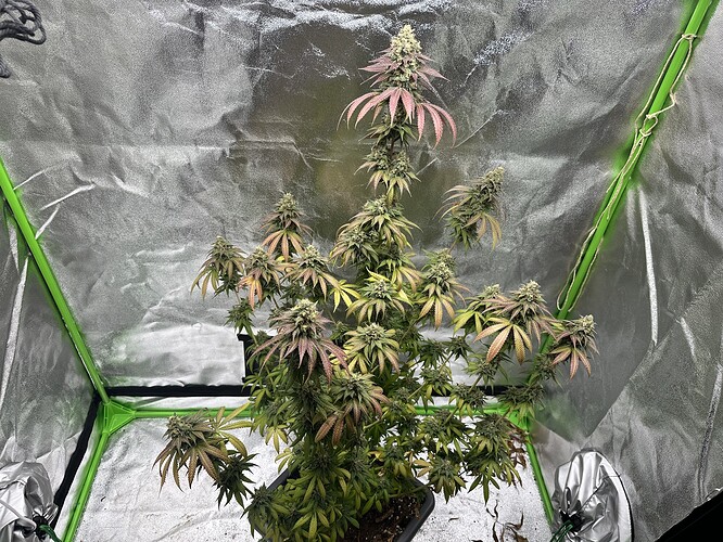 Growreport Bild 5