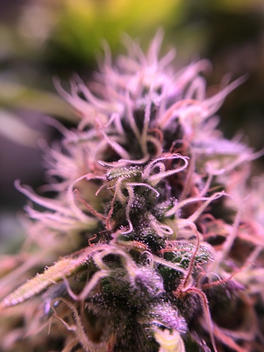 Growreport Bild 49