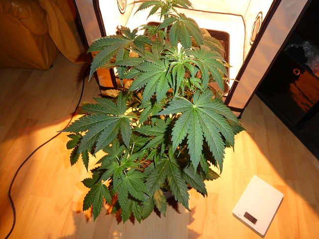Growreport Bild 10