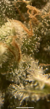 Growreport Bild 8