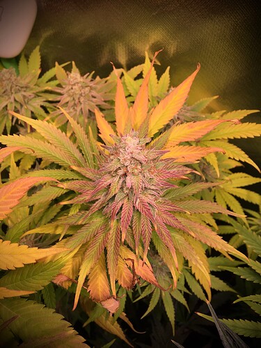 Growreport Bild 3