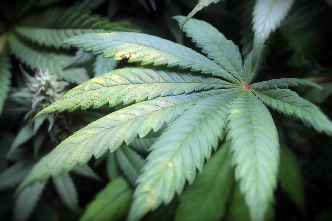 Growreport Bild 20