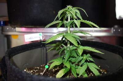 Eine junge Cannabispflanze in einem Stofftopf, mit einem Etikett, auf dem "CARLOTTA" steht.