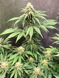state_trainwreck_35days