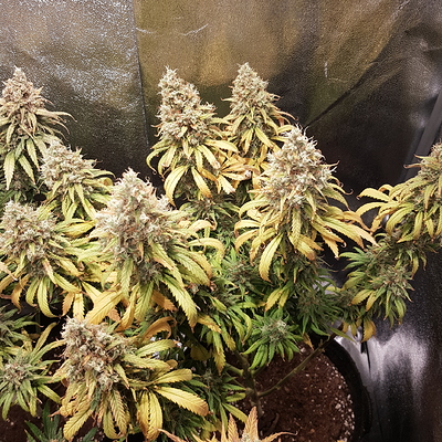 Growreport Bild 1