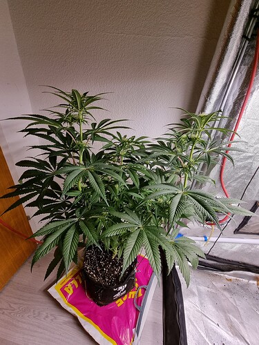 Growreport Bild 4