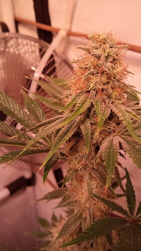 Growreport Bild 16