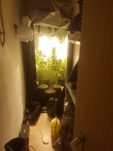Growreport Bild 3