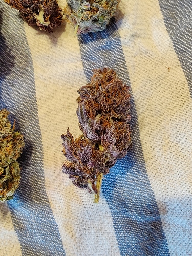 Growreport Bild 29