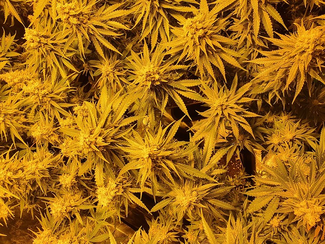 Growreport Bild 13