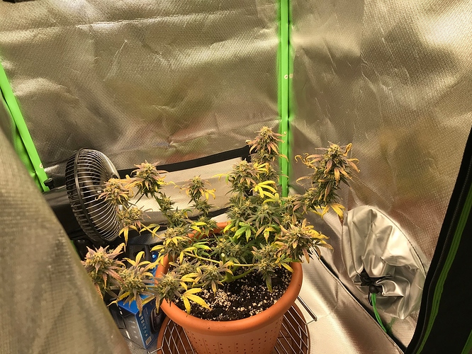 Growreport Bild 4