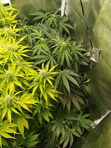 Growreport Bild 2