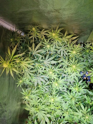 Growreport Bild 29