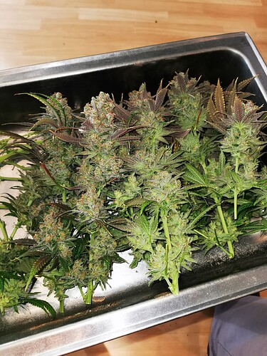 Growreport Bild 9