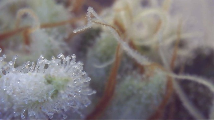Growreport Bild 12
