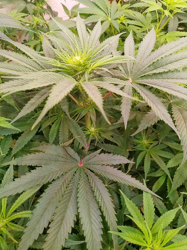 Growreport Bild 2
