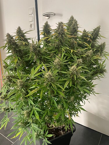 Growreport Bild 4