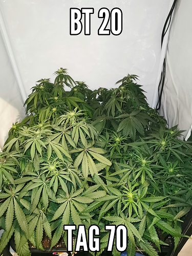 Growreport Bild 1