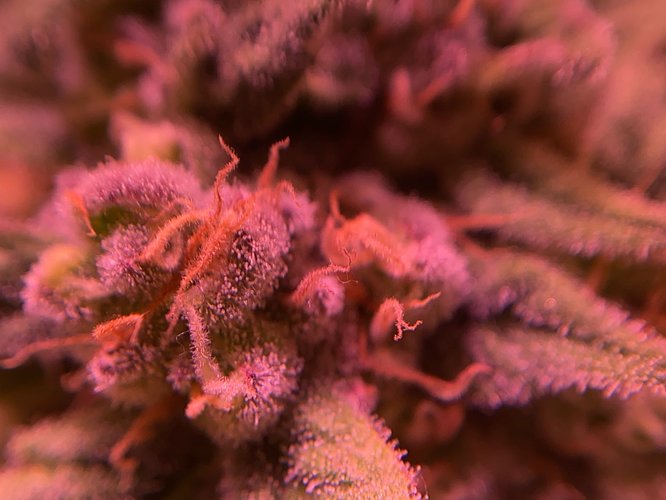 Growreport Bild 33