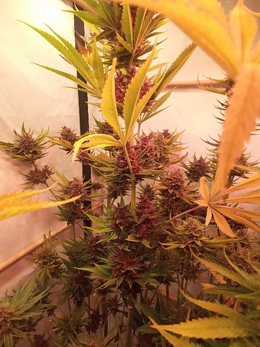 Growreport Bild 26