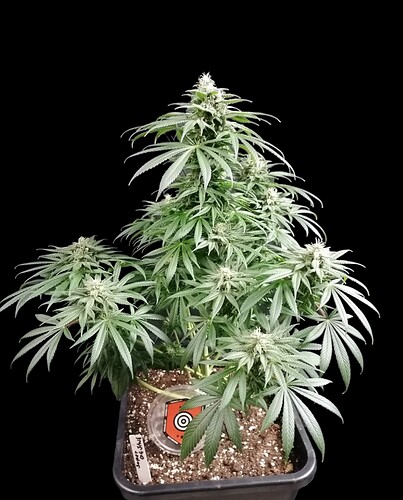 Growreport Bild 5