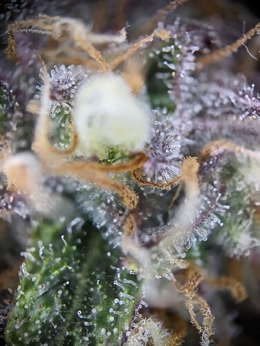 Growreport Bild 8