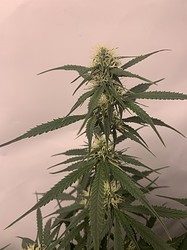 Growreport Bild 13