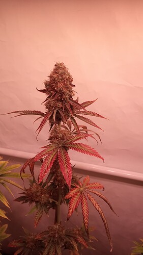 Growreport Bild 7