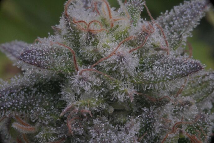 Growreport Bild 3