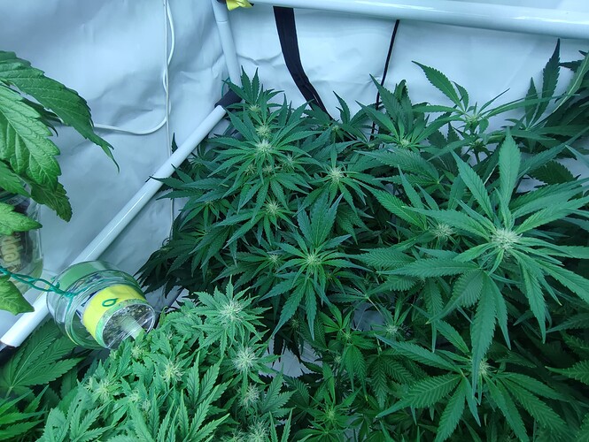 Growreport Bild 31