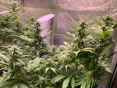 Growreport Bild 3
