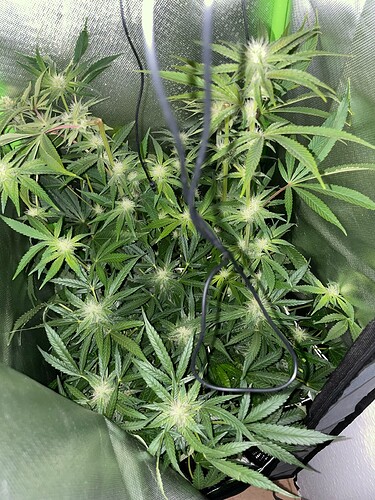 Growreport Bild 7