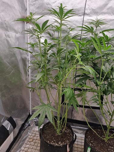Growreport Bild 30
