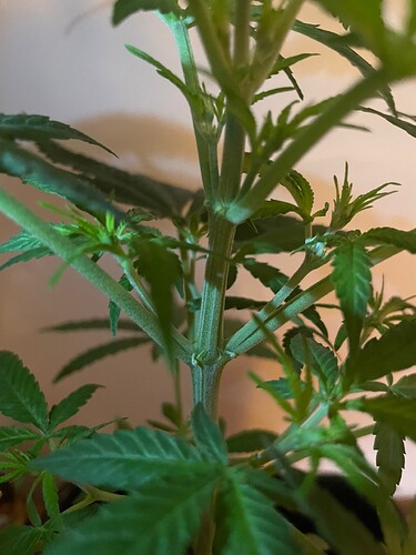 Growreport Bild 4