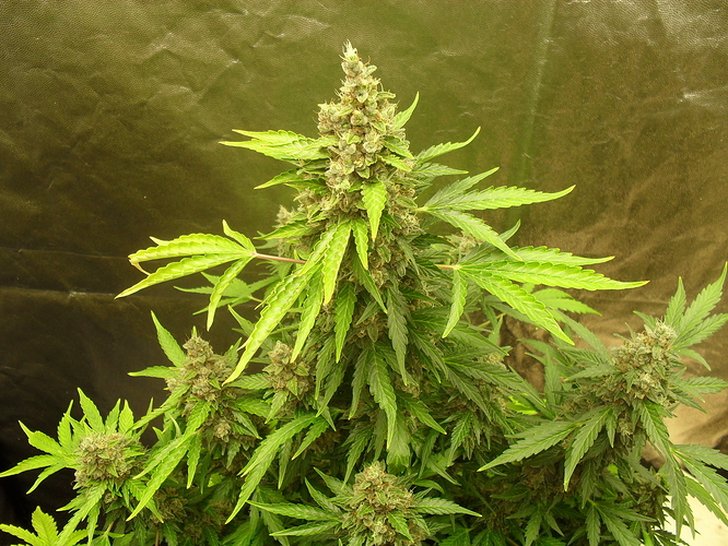 Growreport Bild 6
