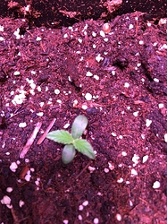 Growreport Bild 4
