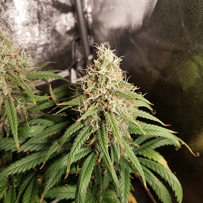 Growreport Bild 16