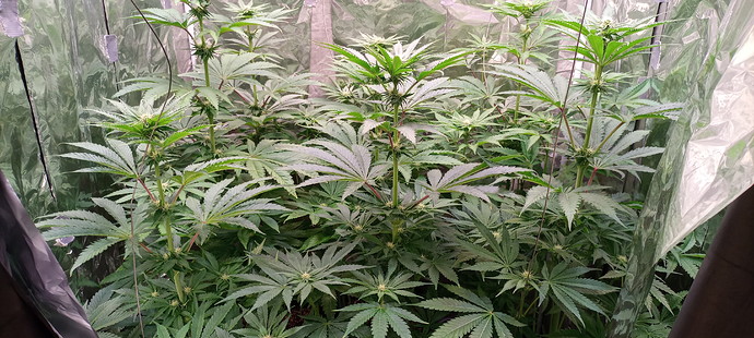 Growreport Bild 8