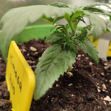 Growreport Bild 36