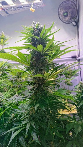 Growreport Bild 9