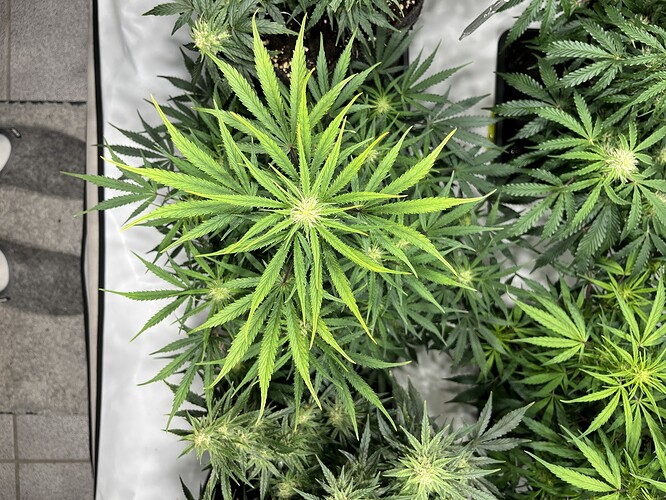 Growreport Bild 9