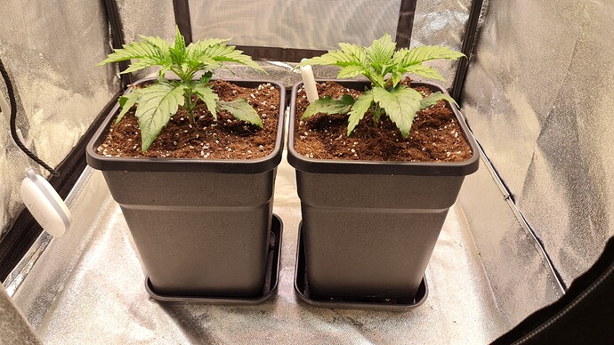 Growreport Bild 3
