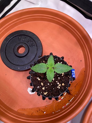 Growreport Bild 3