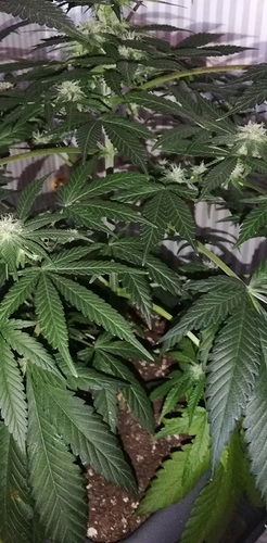 Growreport Bild 9